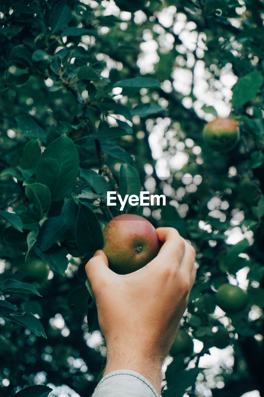 Cropped hand holding growing apple on tree