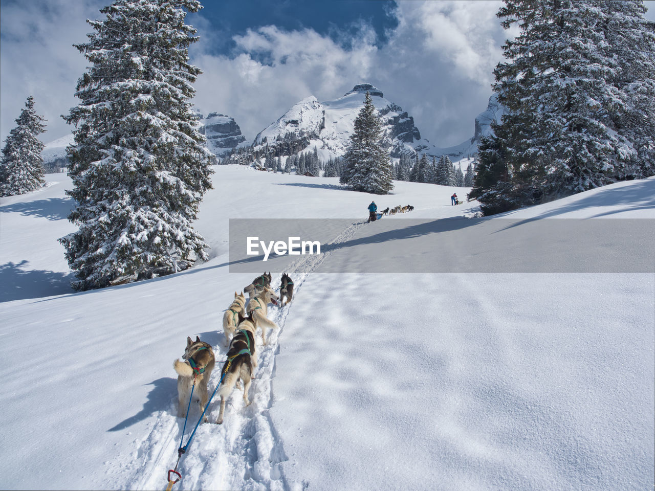 View of sleddogs on snow covered landscape