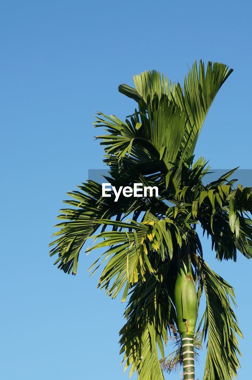 LOW ANGLE VIEW OF COCONUT PALM TREE AGAINST CLEAR SKY