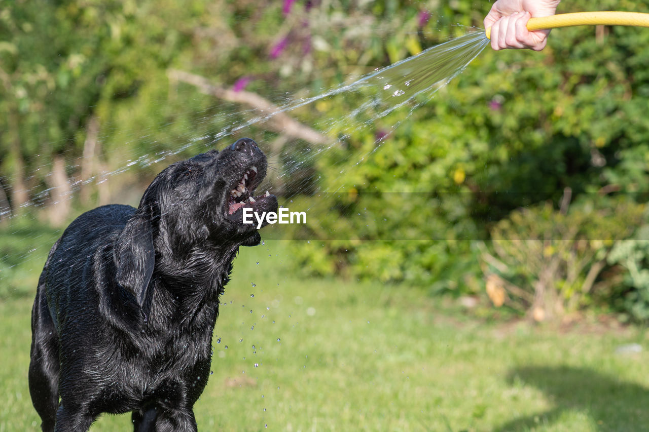 Portrait of a wet black labrador being sprayed by a hose pipe