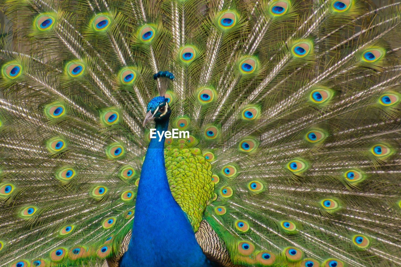 Portrait of a male peacock with fanned out tail