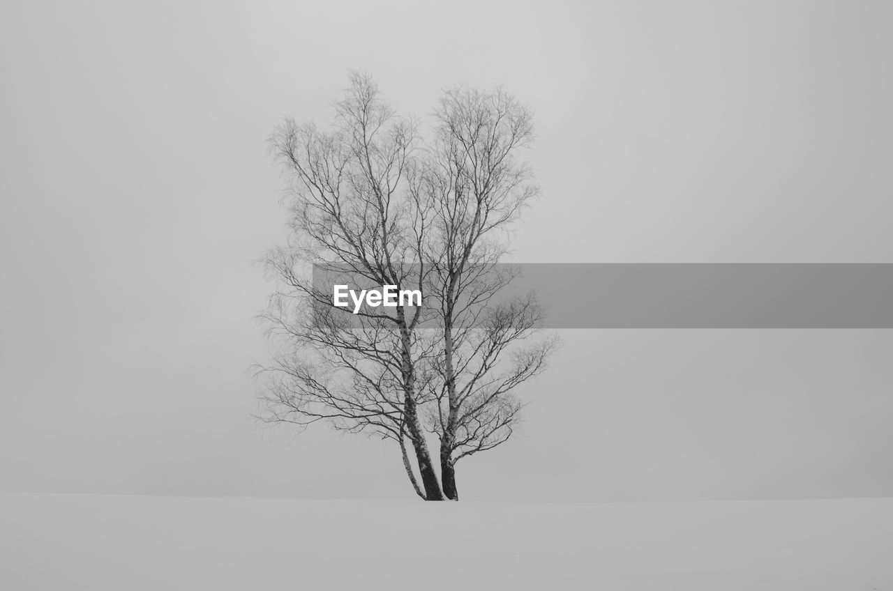 BARE TREE AGAINST WHITE BACKGROUND