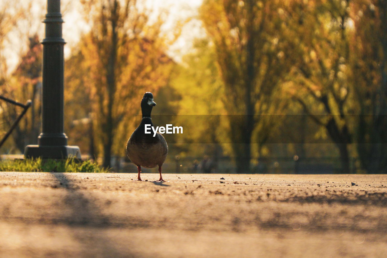 Duck perching on a park