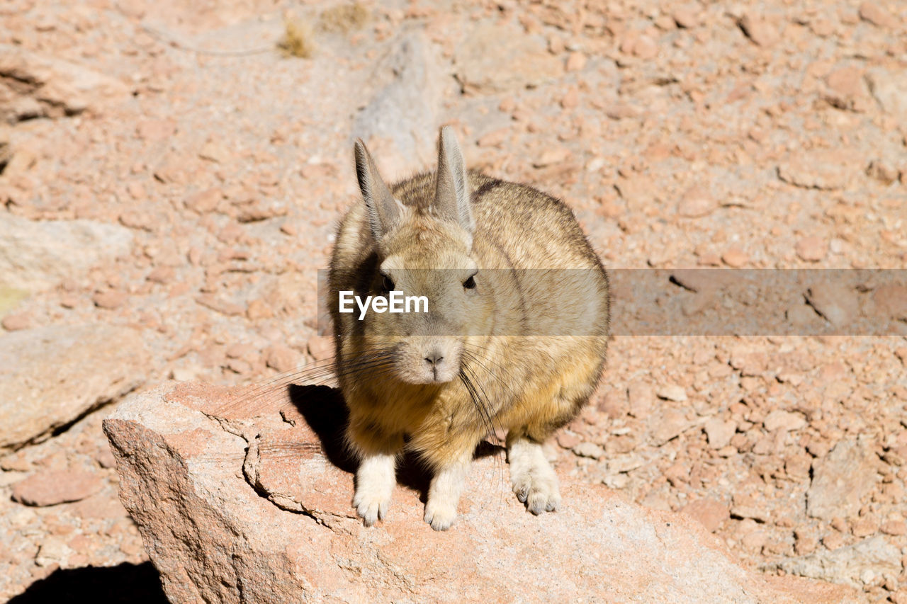 animal, animal themes, animal wildlife, one animal, wildlife, mammal, rabbits and hares, rabbit, no people, nature, portrait, land, hare, looking at camera, rodent, day, outdoors, full length, animal body part, sunlight, brown, field, close-up