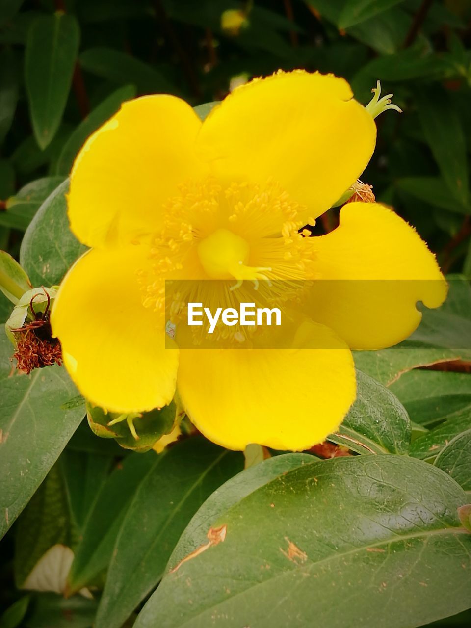 CLOSE-UP OF YELLOW FLOWERS BLOOMING IN GARDEN