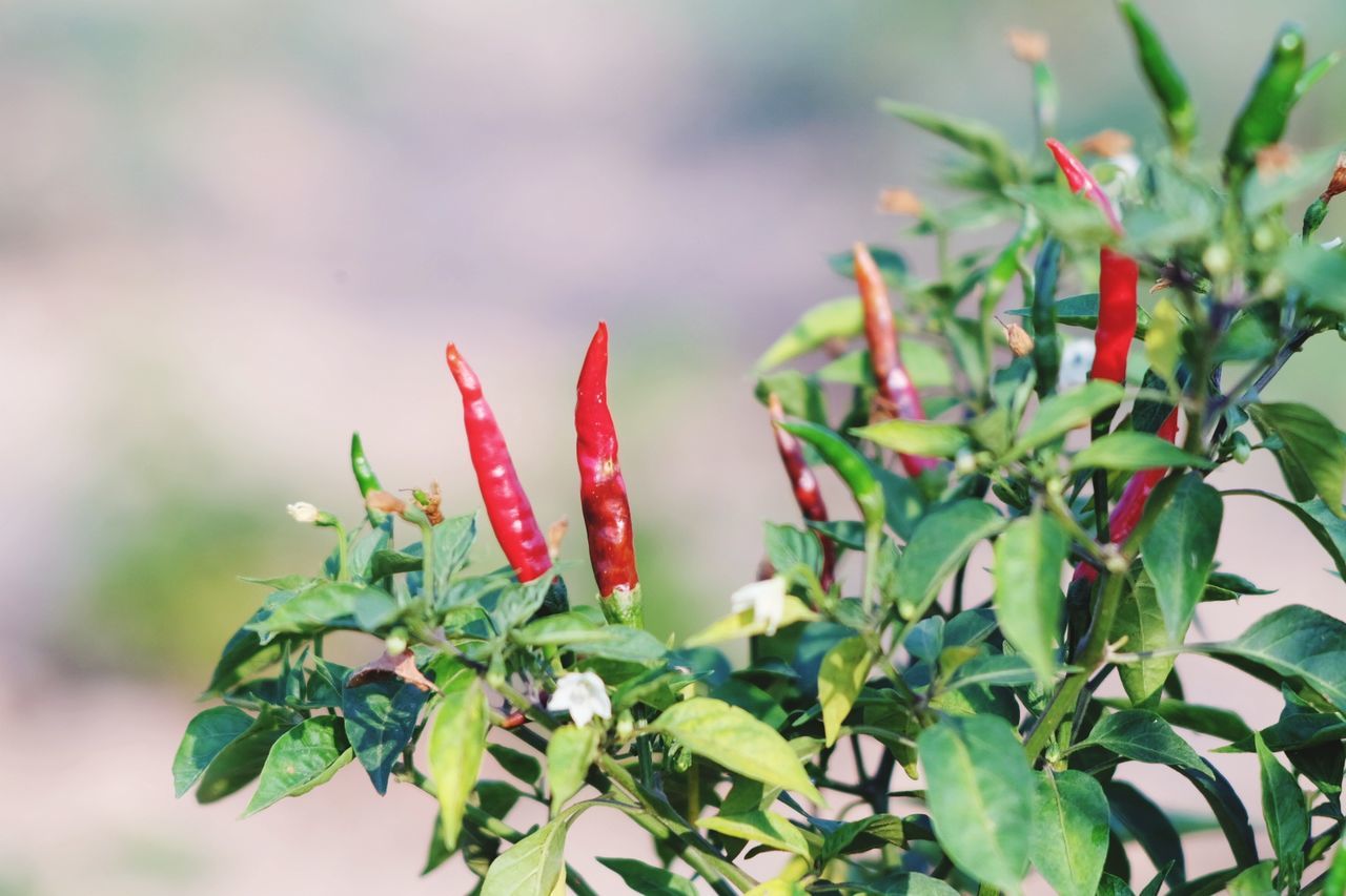 CLOSE-UP OF FLOWERS AND LEAVES