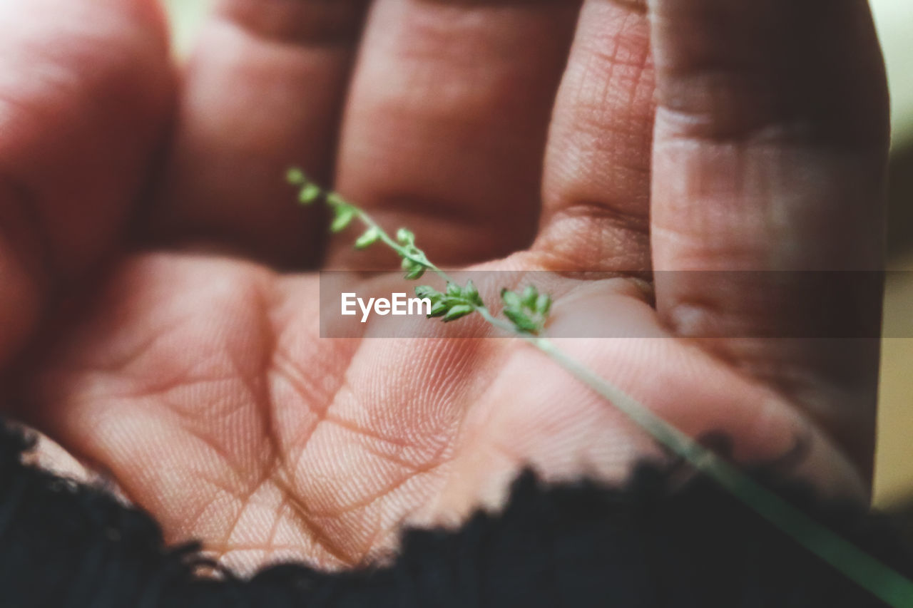 Close-up of a hand holding a tiny plant