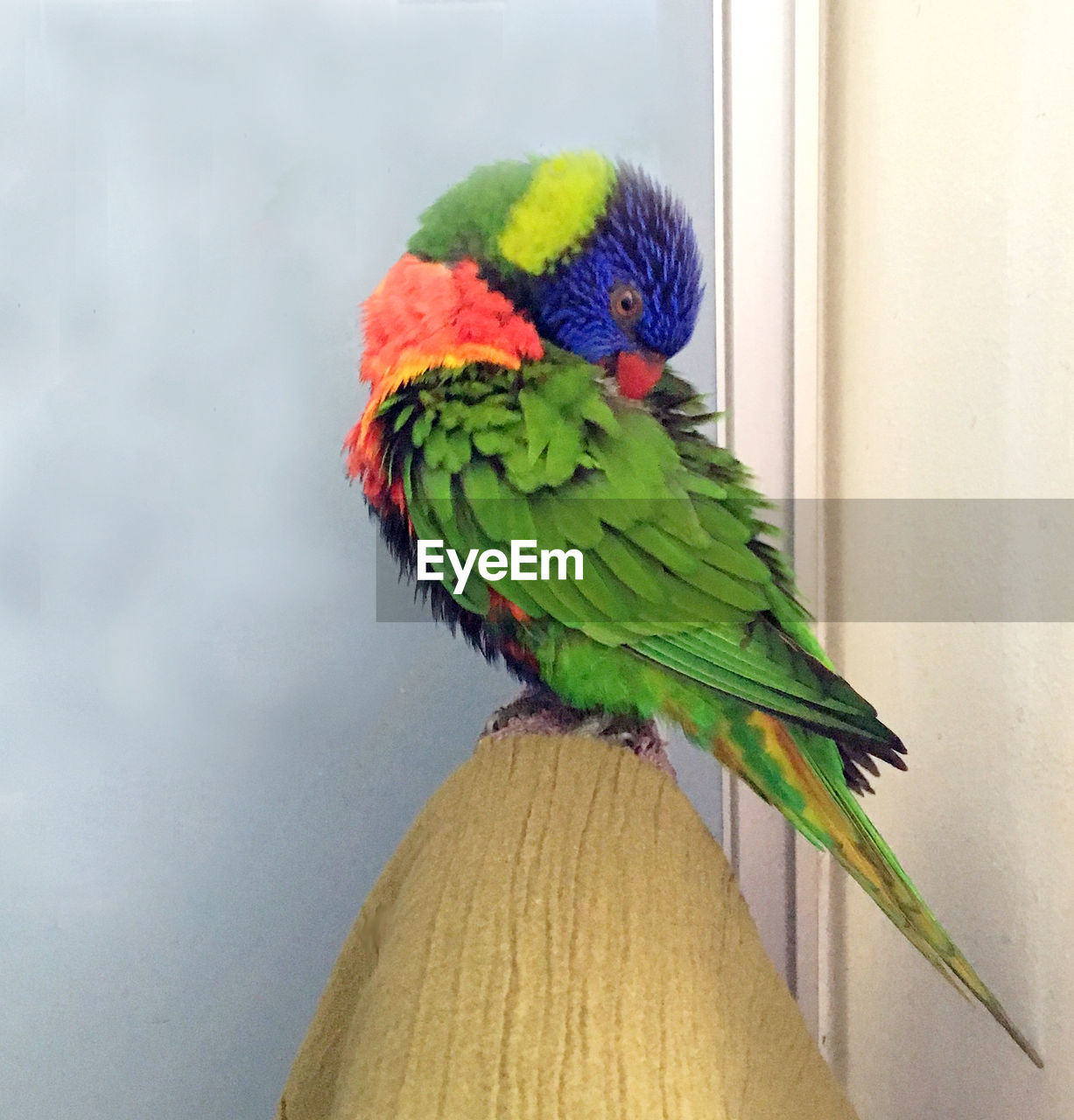 CLOSE-UP OF PARROT PERCHING ON WOODEN WALL