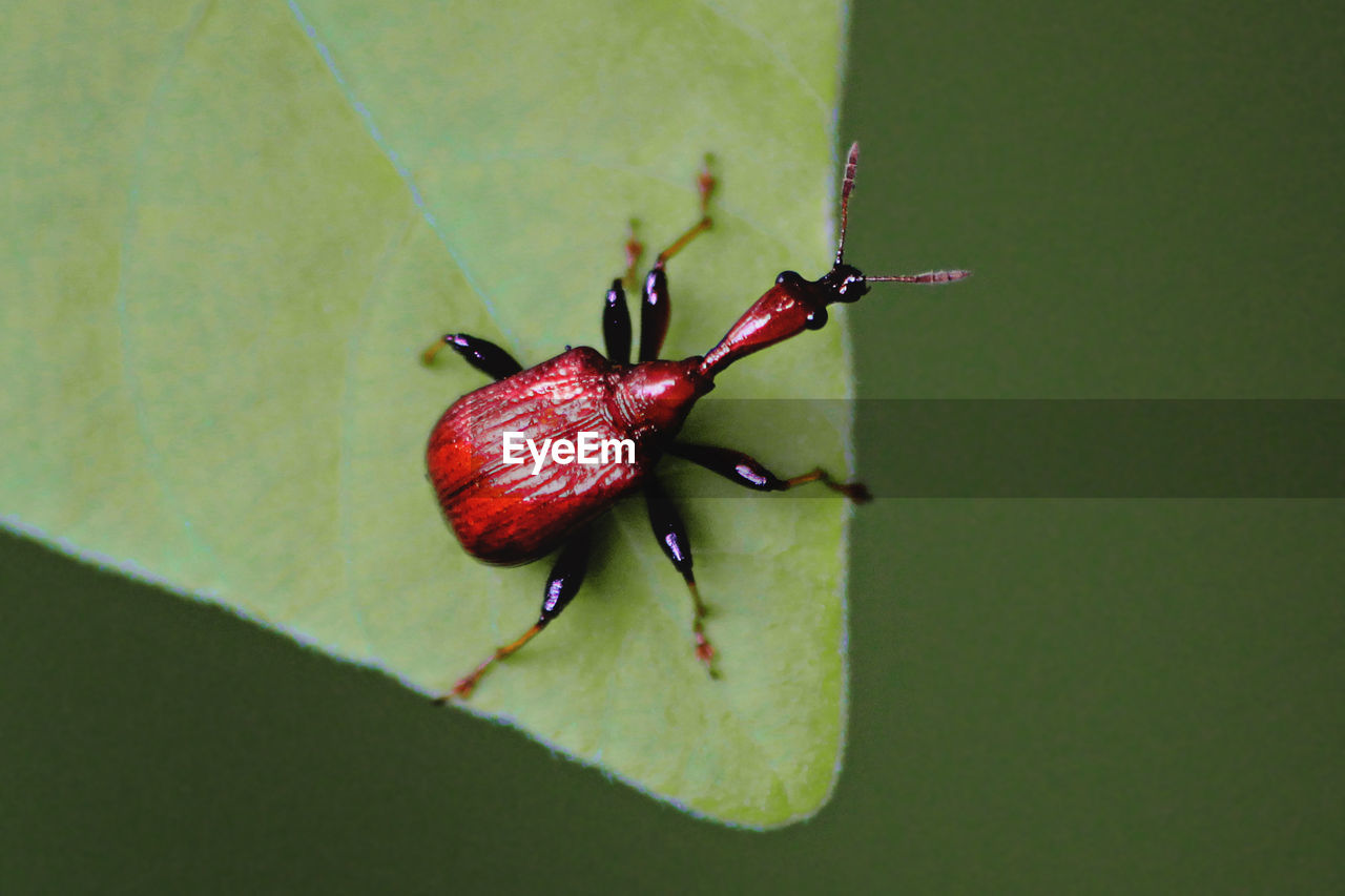 CLOSE-UP OF GRASSHOPPER