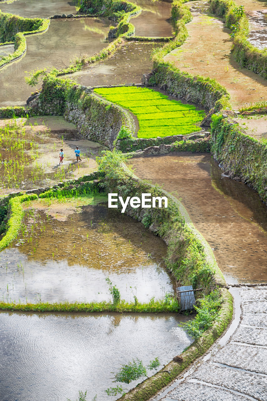 HIGH ANGLE VIEW OF ROAD AMIDST PLANTS