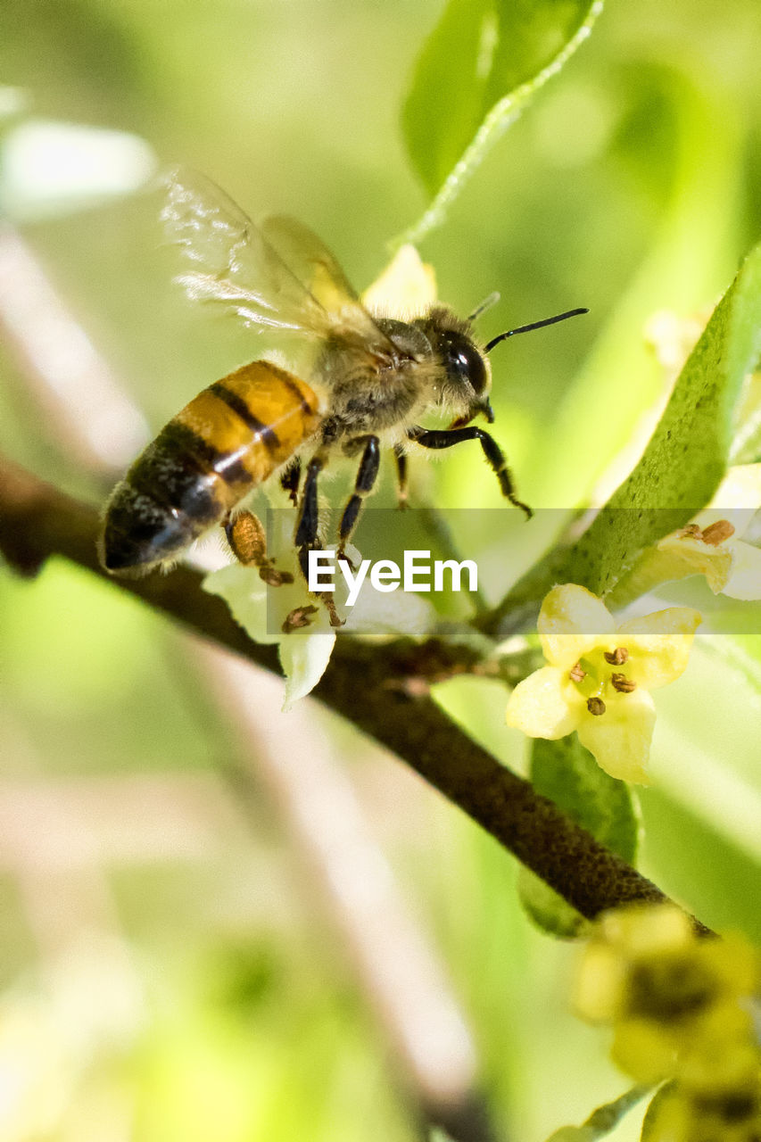 CLOSE-UP OF BEE ON PLANT OUTDOORS