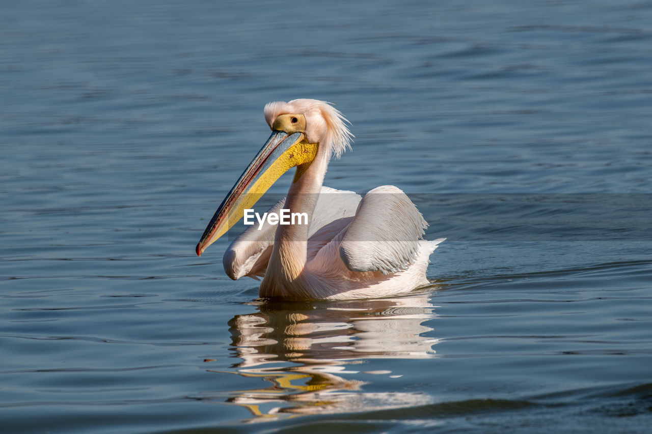 VIEW OF A BIRD IN LAKE