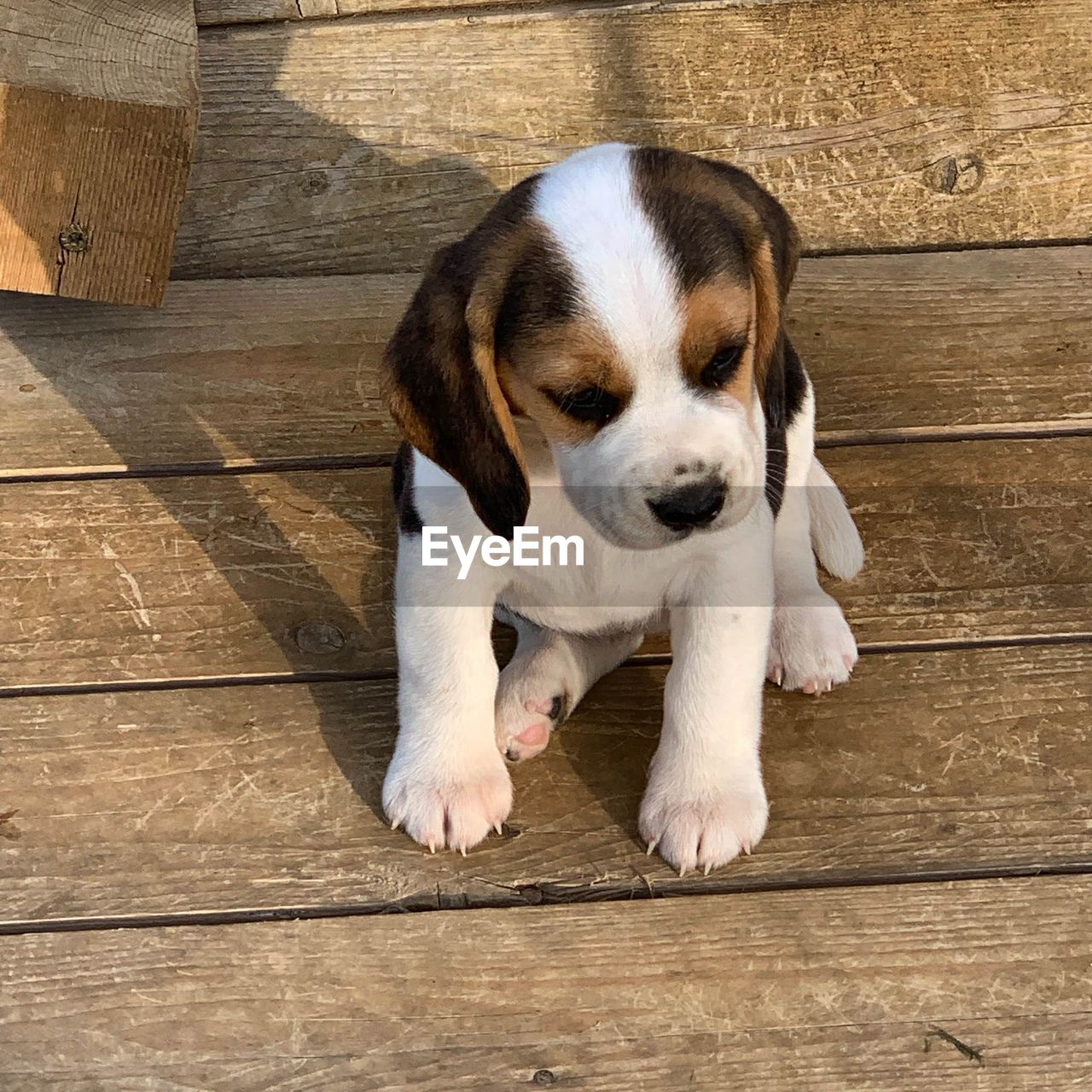 CUTE DOG SITTING ON WOODEN FLOOR