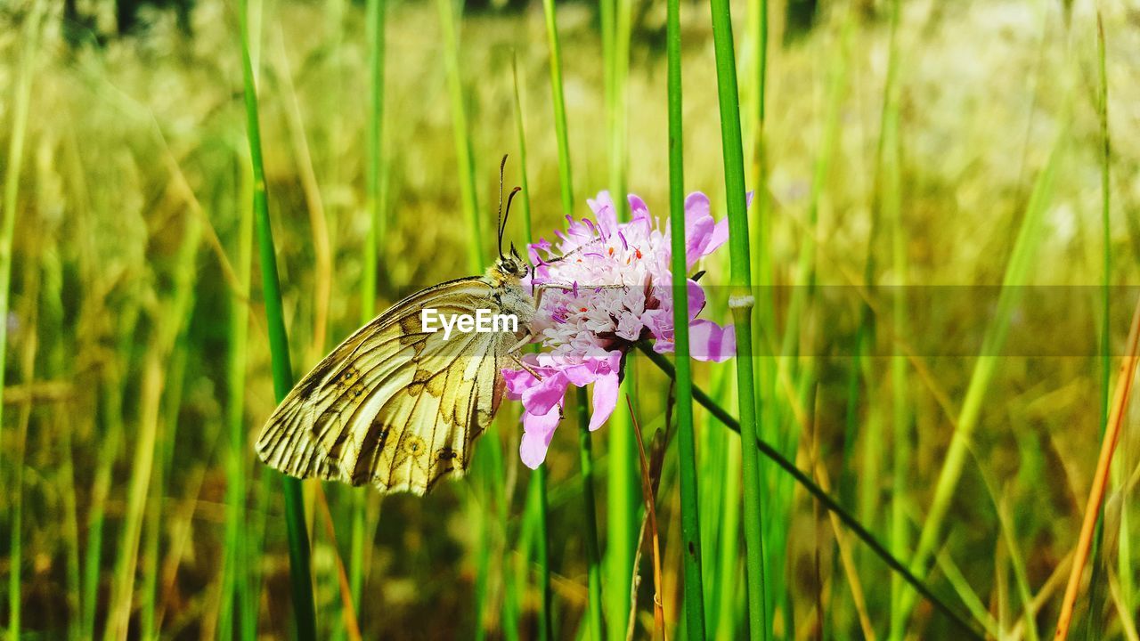 CLOSE-UP OF BUTTERFLY POLLINATING ON PURPLE FLOWER