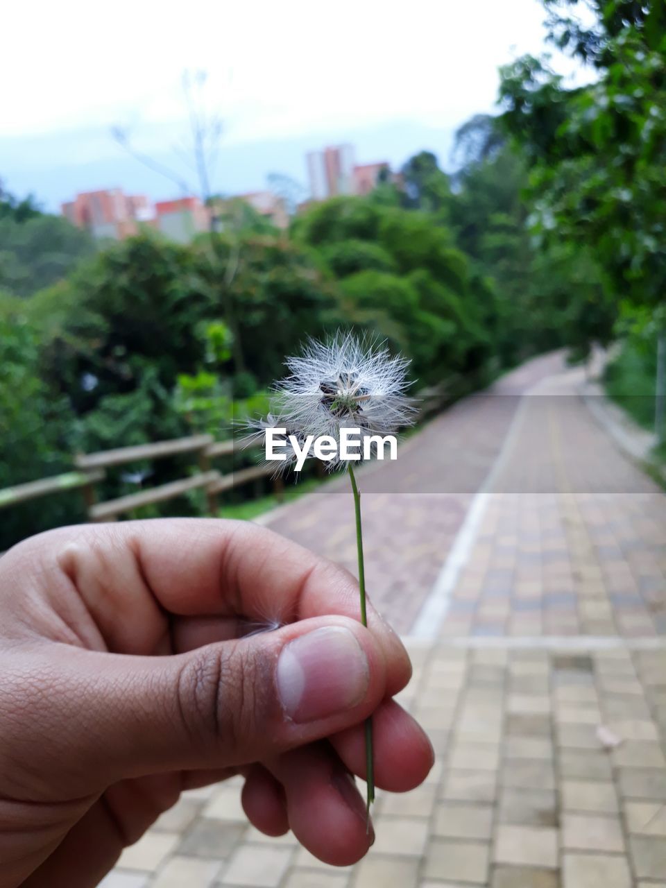 Cropped hand holding dandelion against trees
