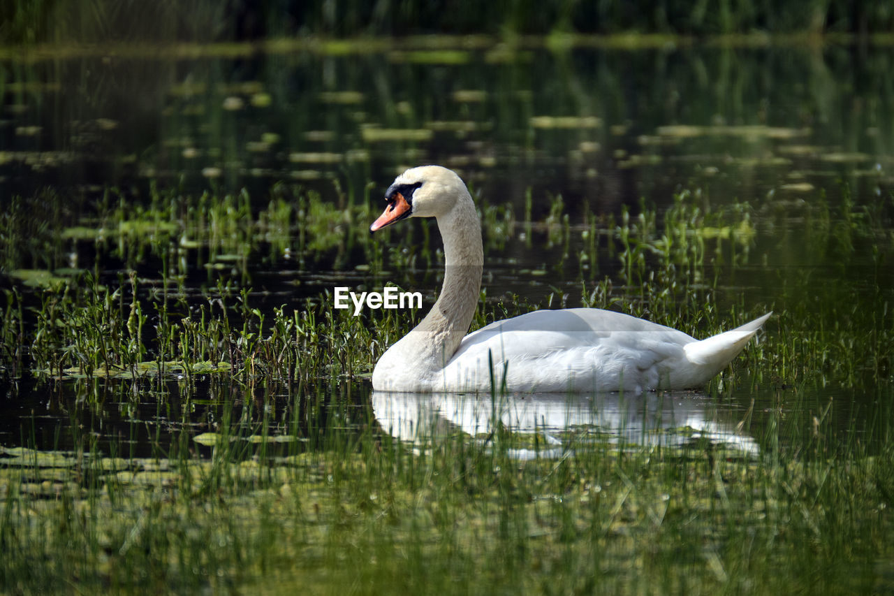 SWAN IN LAKE