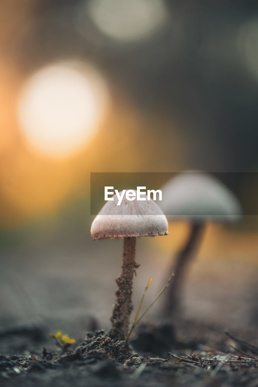 mushroom, fungus, vegetable, close-up, food, macro photography, nature, plant, growth, land, no people, forest, sunlight, selective focus, beauty in nature, surface level, yellow, focus on foreground, food and drink, fragility, tree, autumn, leaf, outdoors, edible mushroom, morning, freshness, day, light