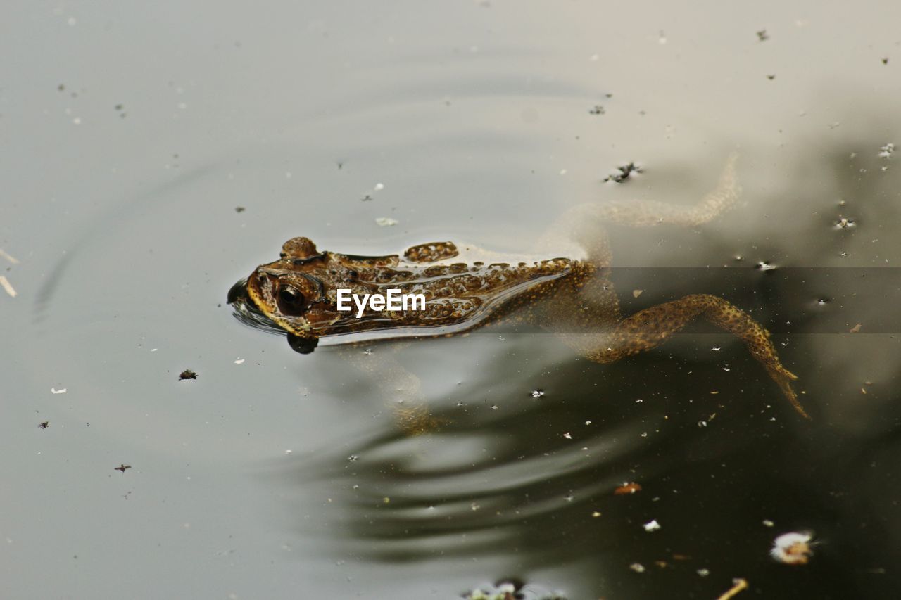 A frog swimming on the pond