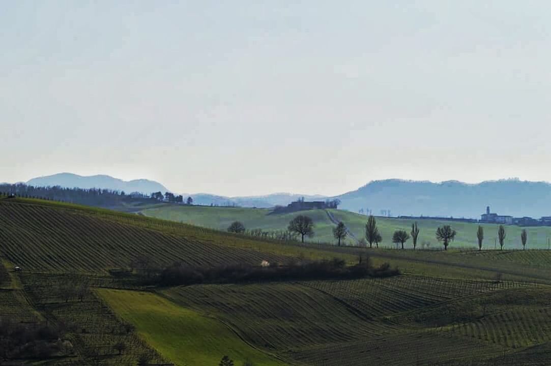 SCENIC VIEW OF RURAL LANDSCAPE