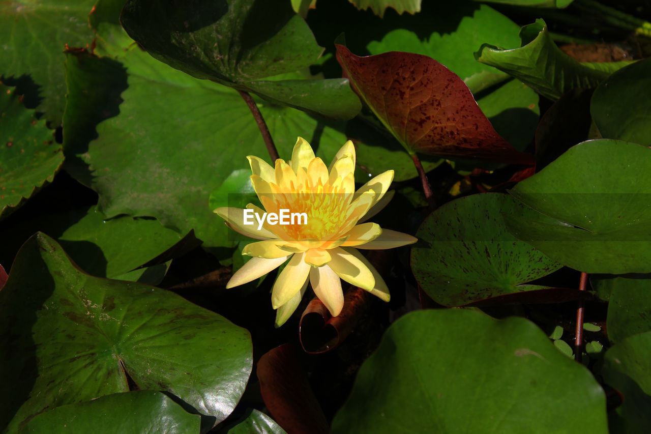 CLOSE-UP OF LOTUS WATER LILY BLOOMING IN GARDEN