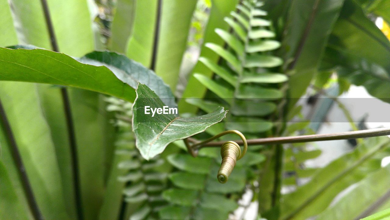 Detail shot of green leaves