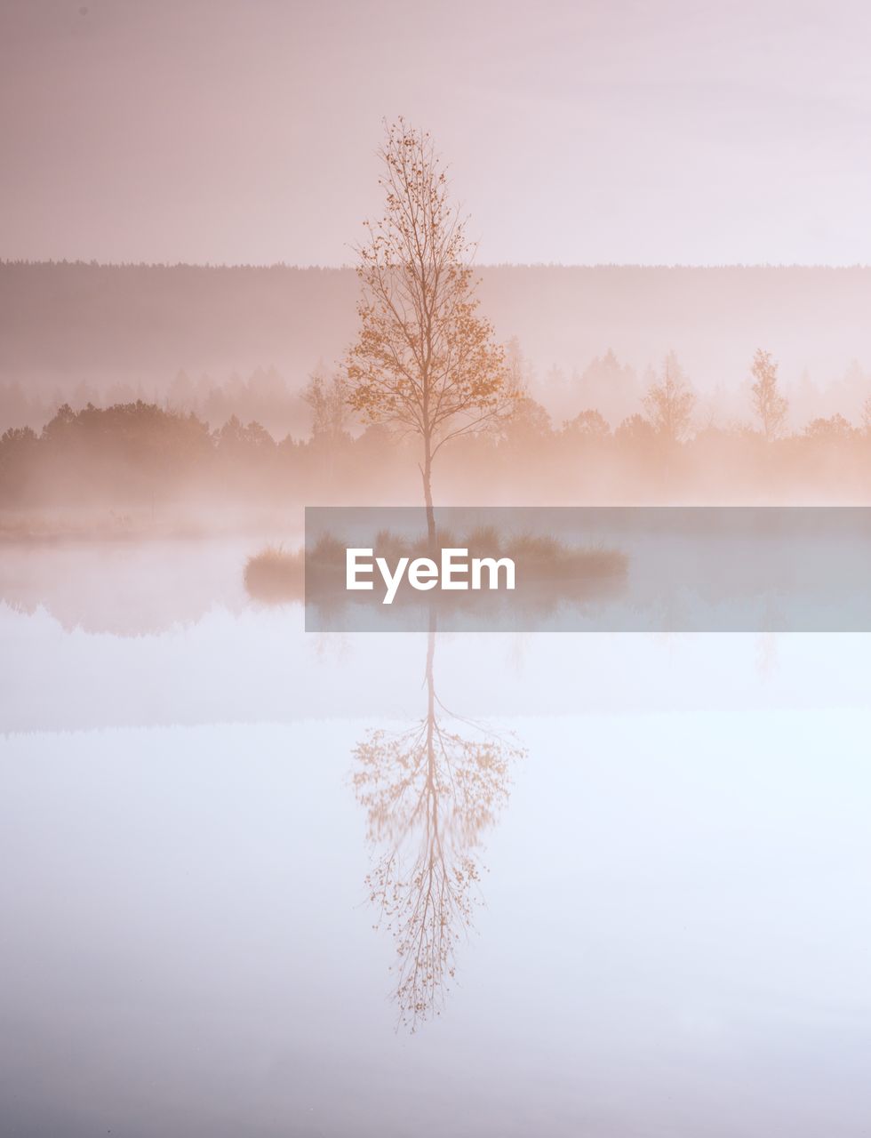 TREES BY LAKE AGAINST SKY DURING FOGGY WEATHER