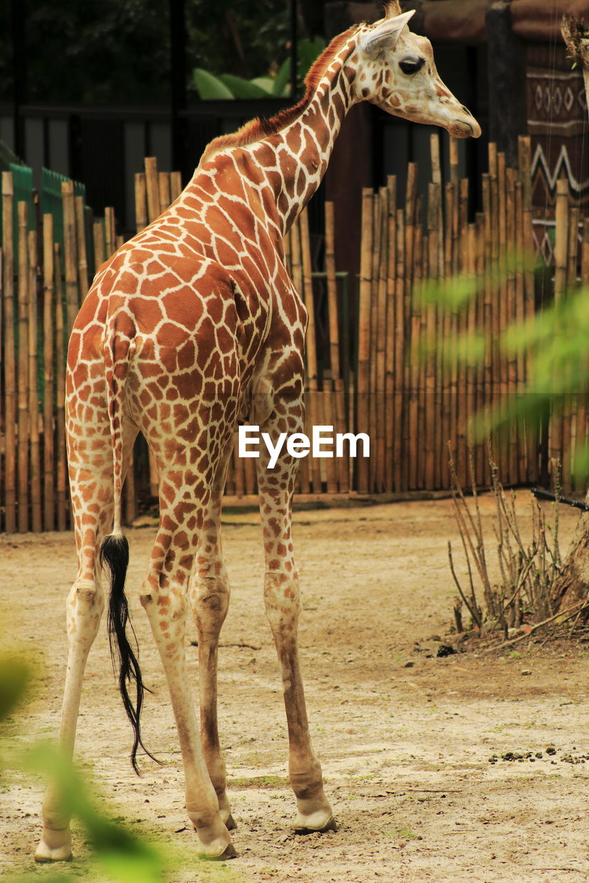 Giraffa camelopardia shot from the backside
