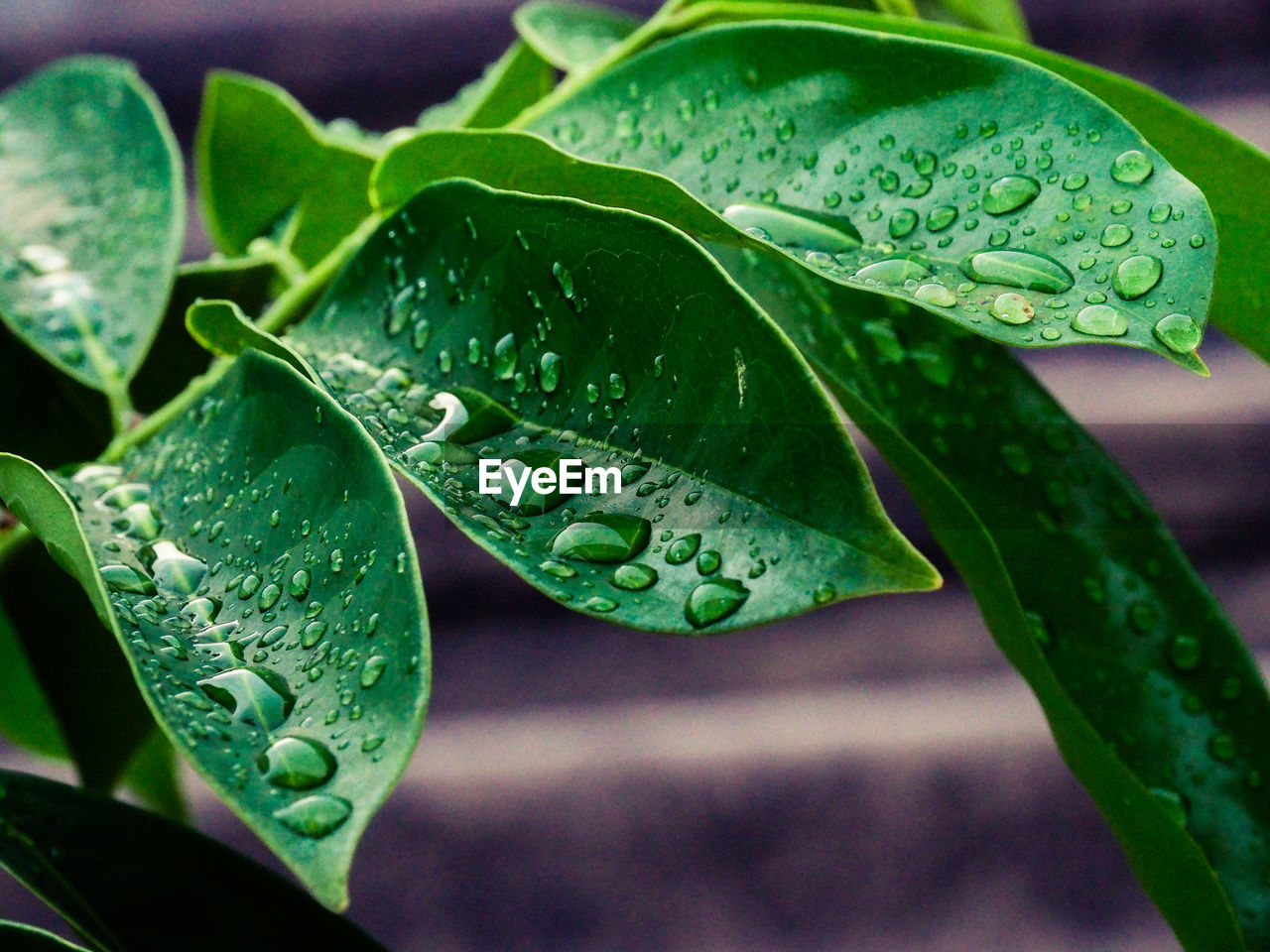 Close-up of wet plant leaves during rainy season