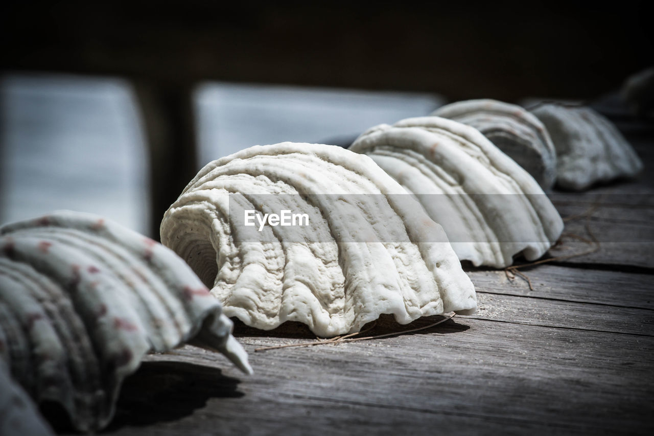 Close-up of seashells on table