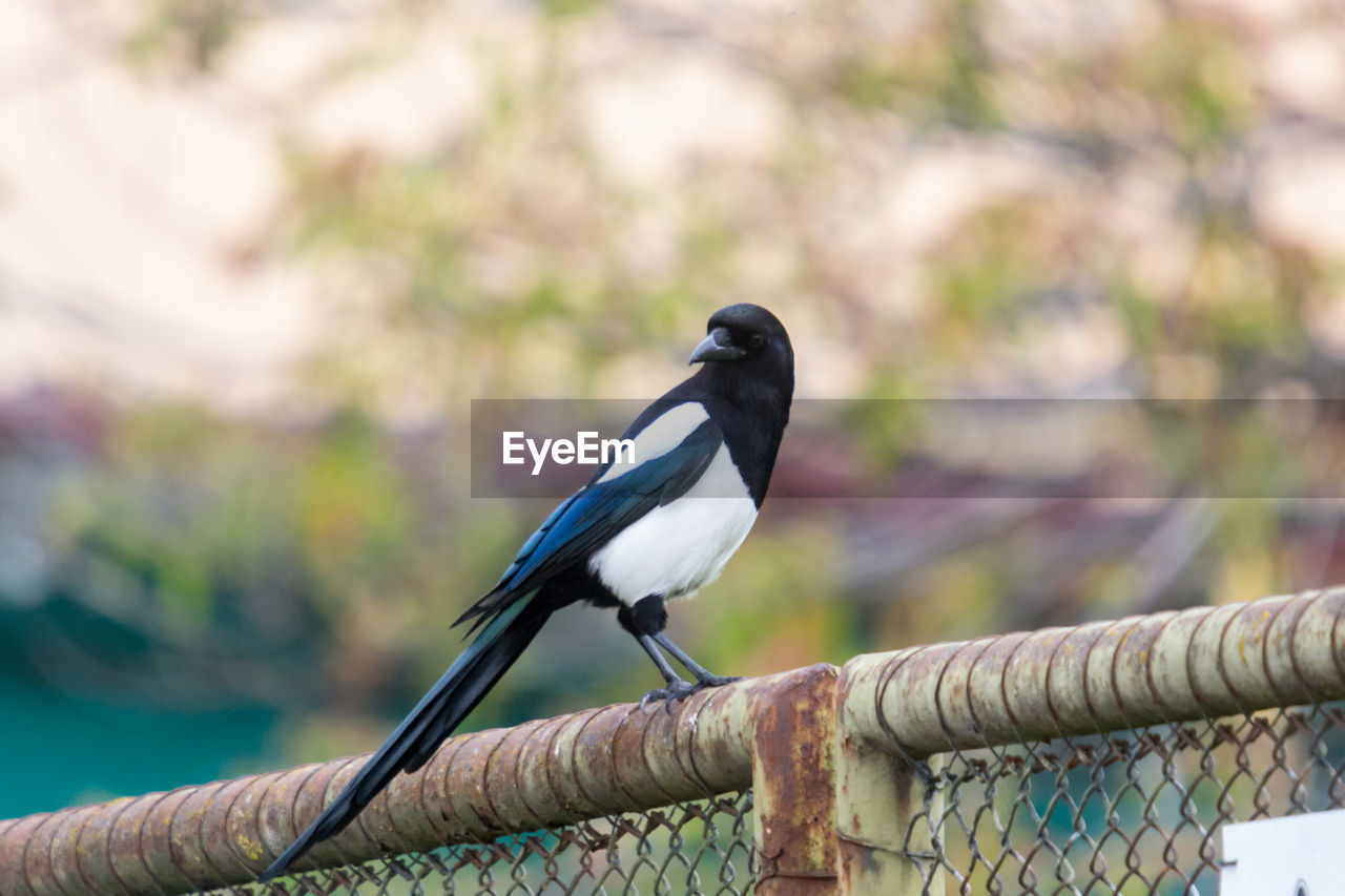 CLOSE-UP OF BIRD PERCHING ON A METAL