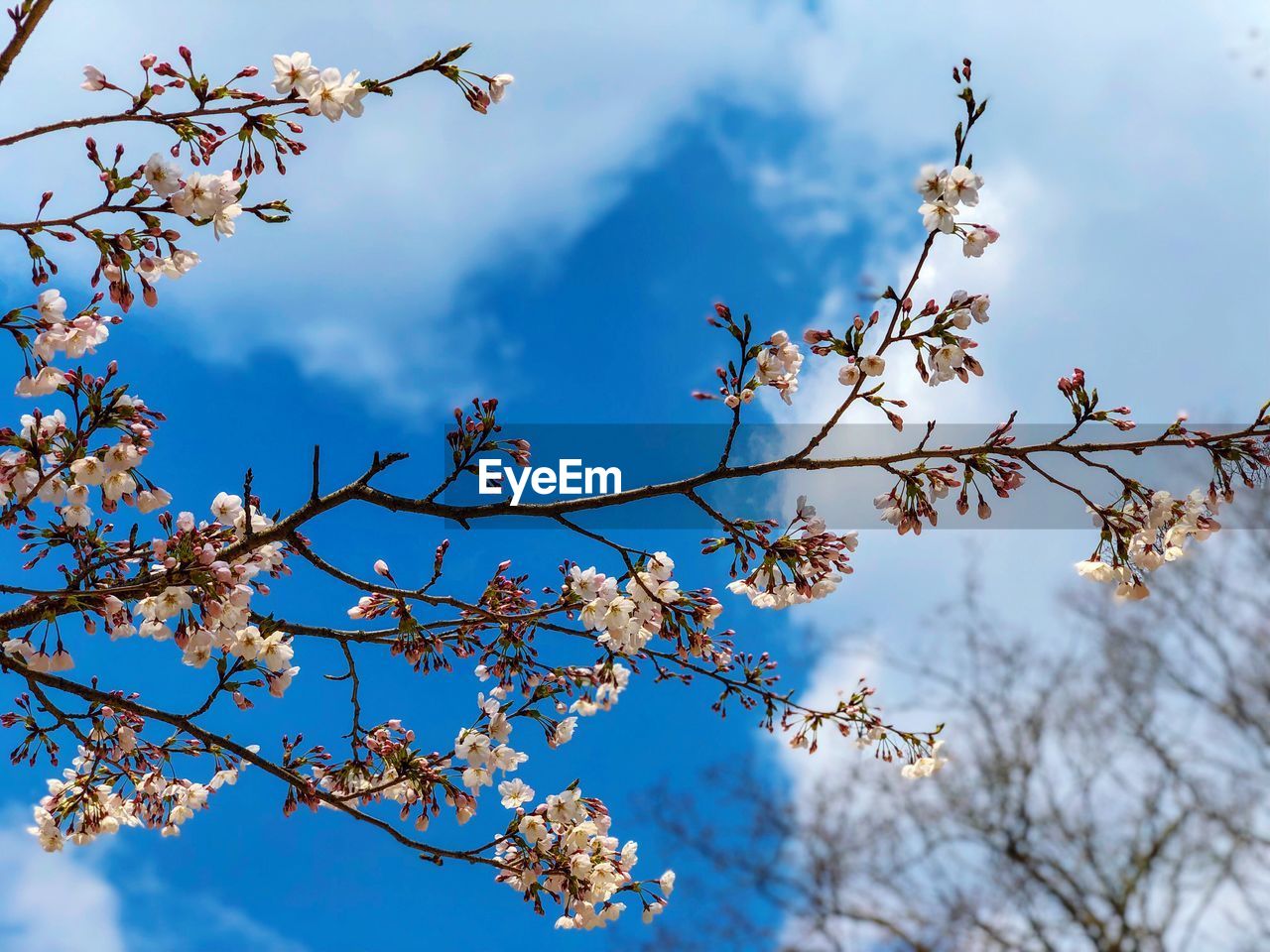 CLOSE-UP OF CHERRY BLOSSOMS AGAINST CLOUDY SKY