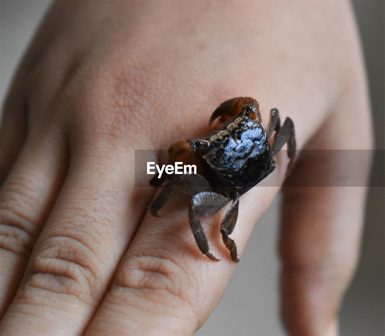 Close-up of hand holding small crab