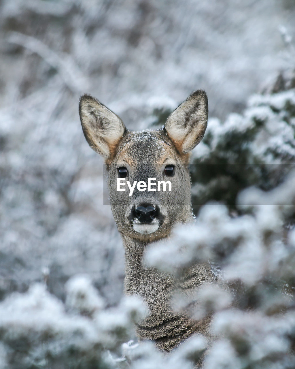 animal, animal themes, snow, wildlife, one animal, mammal, winter, animal wildlife, portrait, deer, cold temperature, looking at camera, no people, nature, close-up, outdoors, animal body part, day, tree
