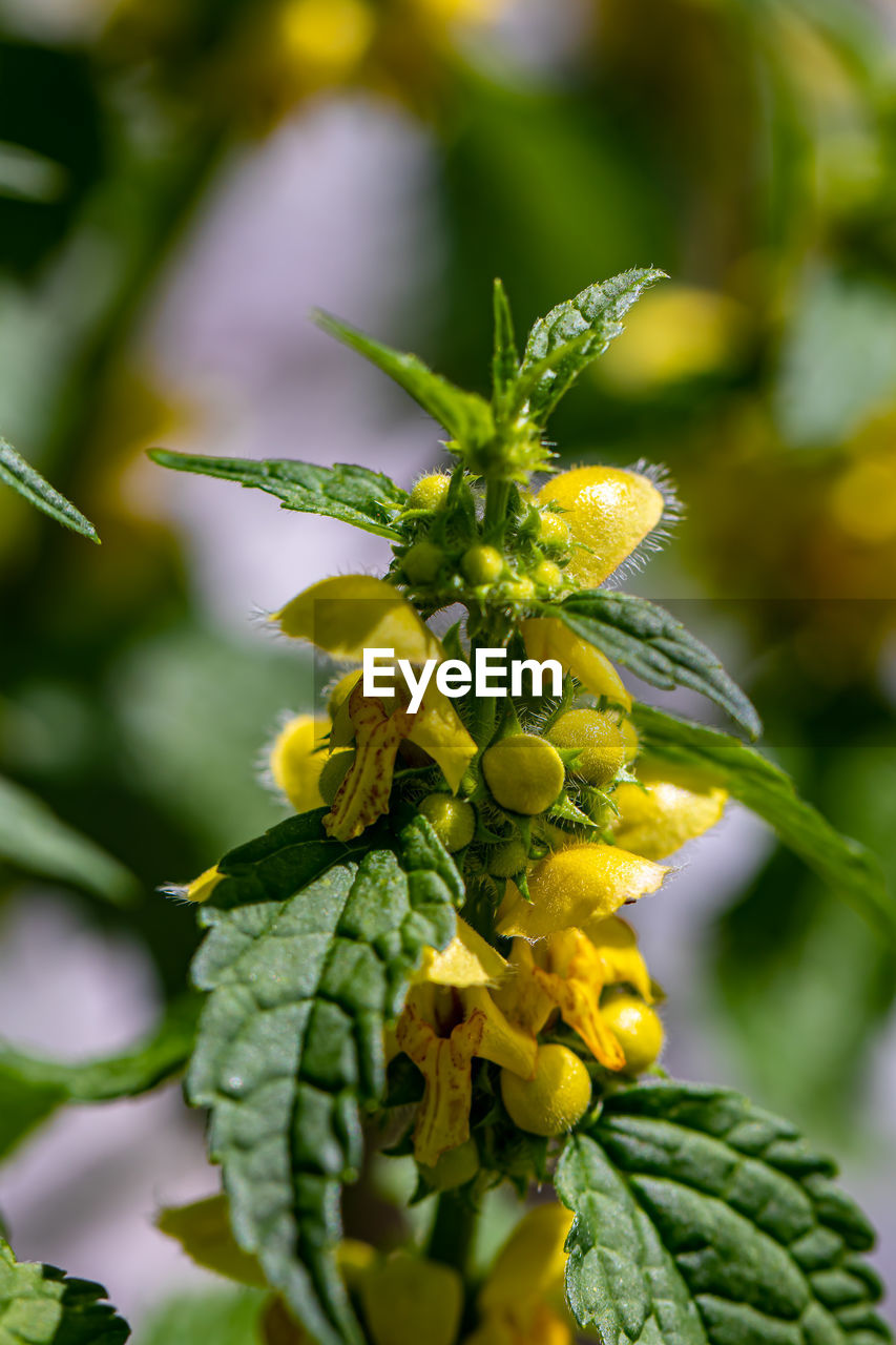 CLOSE-UP OF YELLOW FLOWERING PLANT DURING AUTUMN