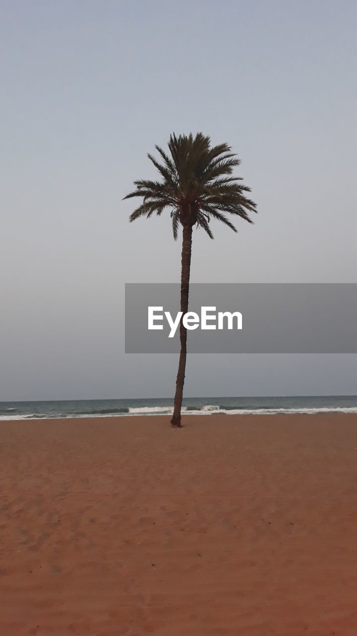 PALM TREE ON BEACH AGAINST SKY