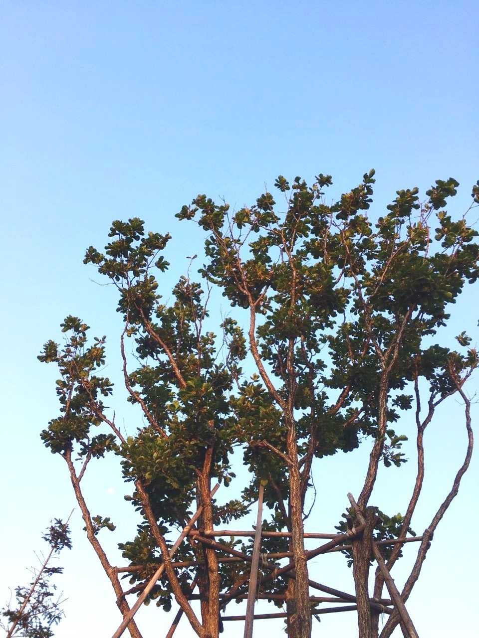 LOW ANGLE VIEW OF TREE AGAINST SKY