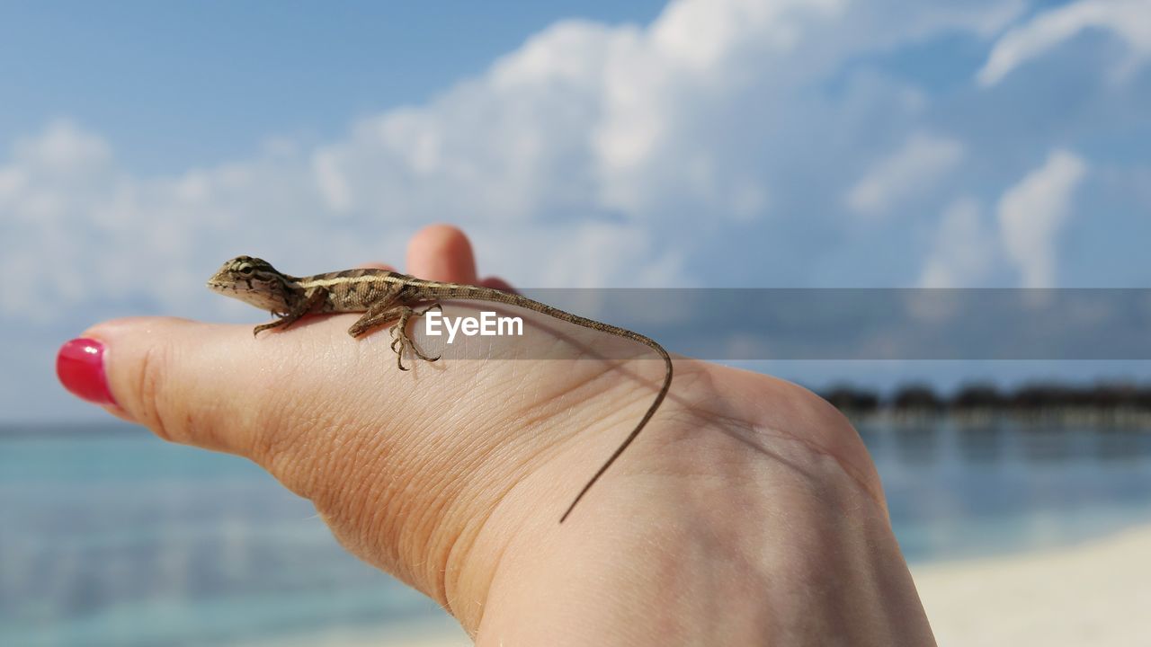 Cropped hand of woman holding lizard at beach