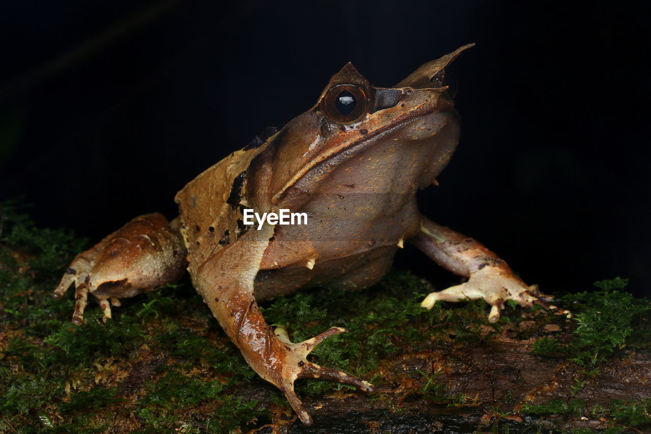 SIDE VIEW OF A REPTILE