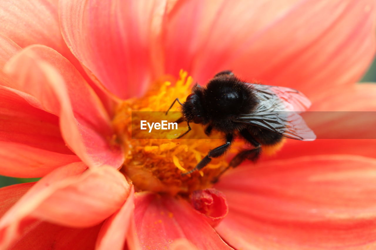 CLOSE-UP OF BEE POLLINATING FLOWER
