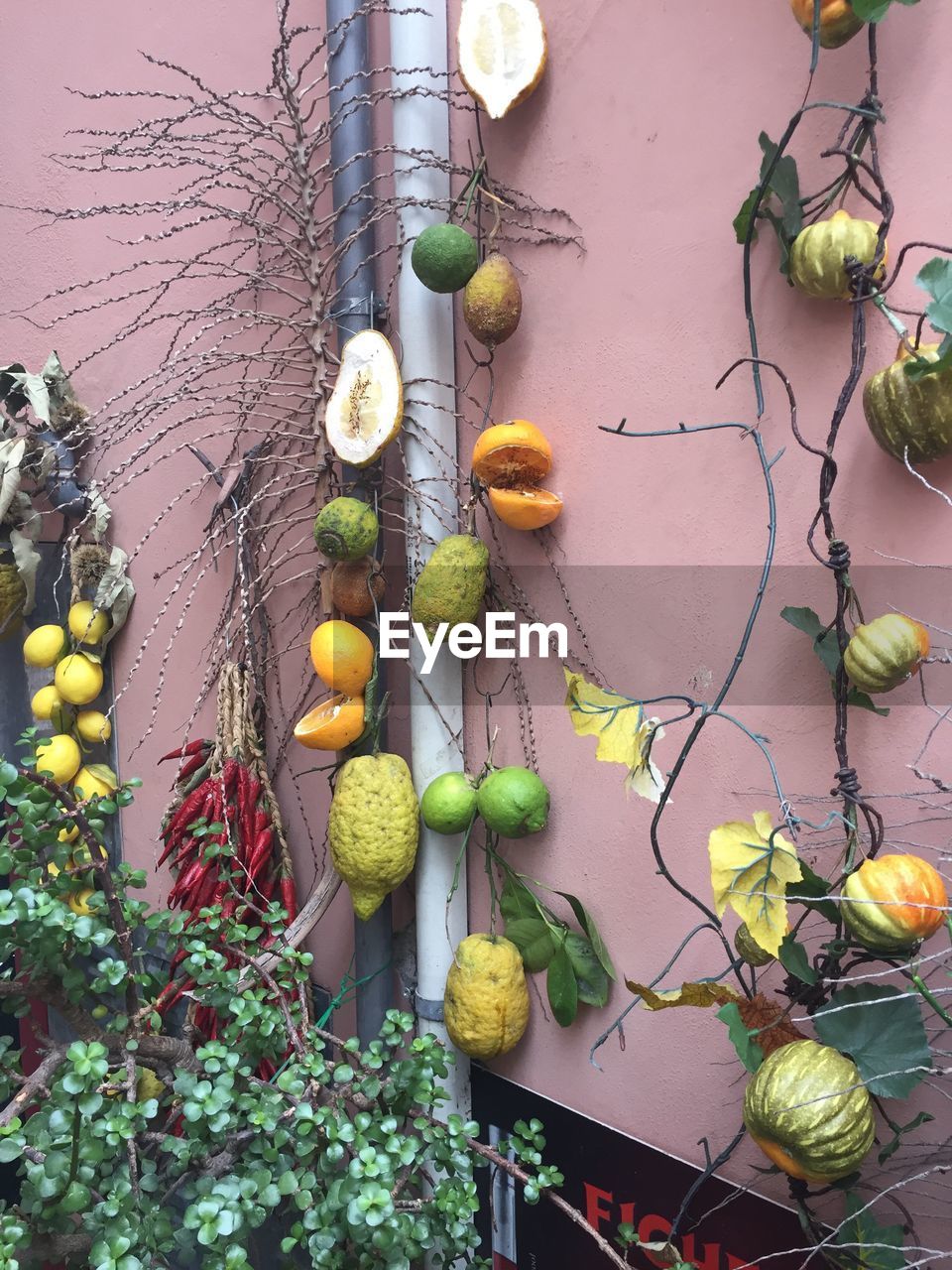 CLOSE-UP OF FRUITS HANGING AGAINST PLANTS