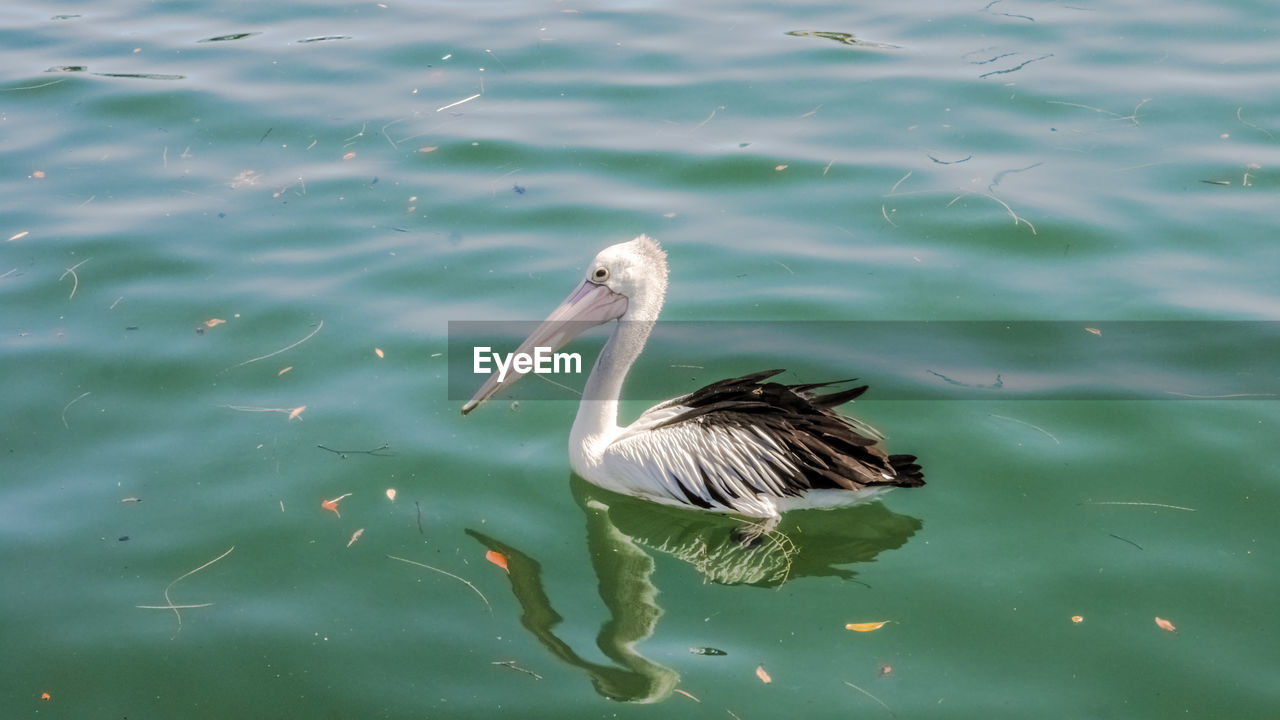 HIGH ANGLE VIEW OF PELICAN SWIMMING ON LAKE