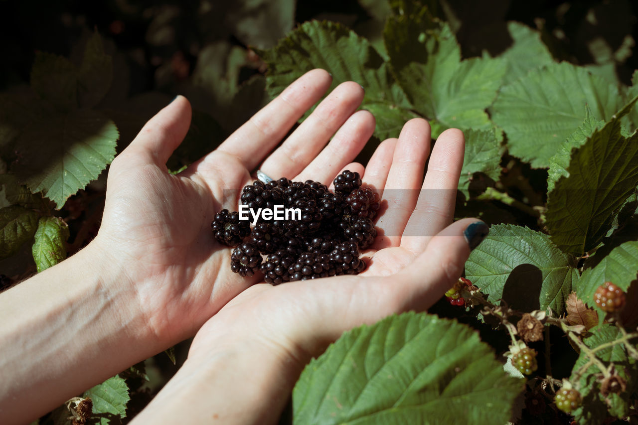 Cropped image of hand holding fruit