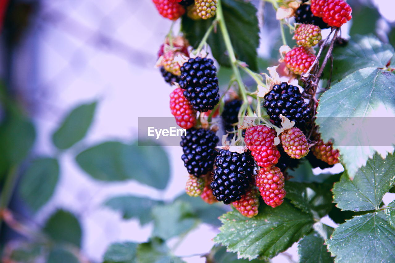 CLOSE-UP OF RED BERRIES ON TREE