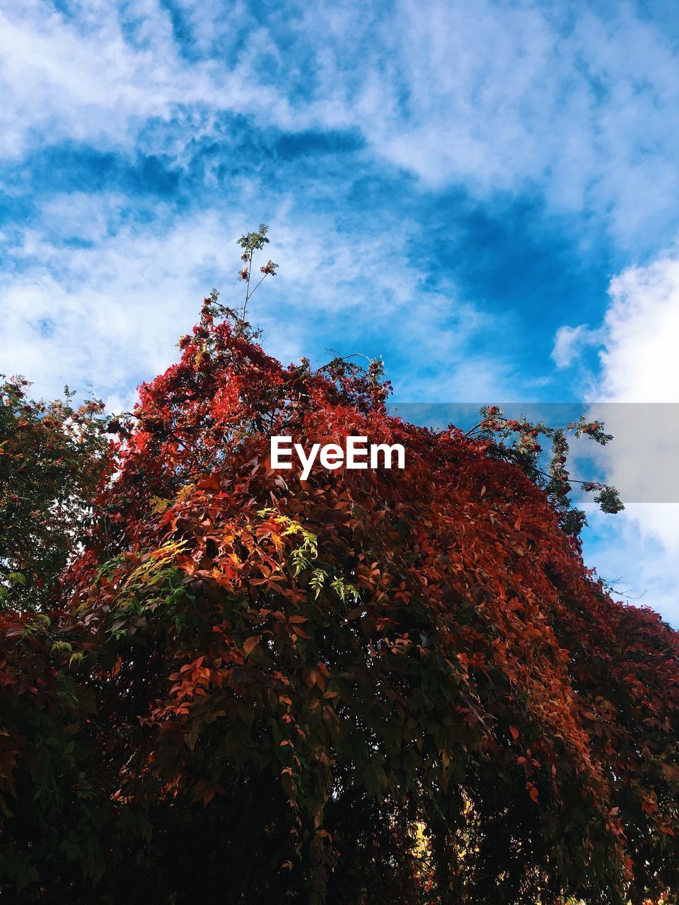 TREE AGAINST SKY