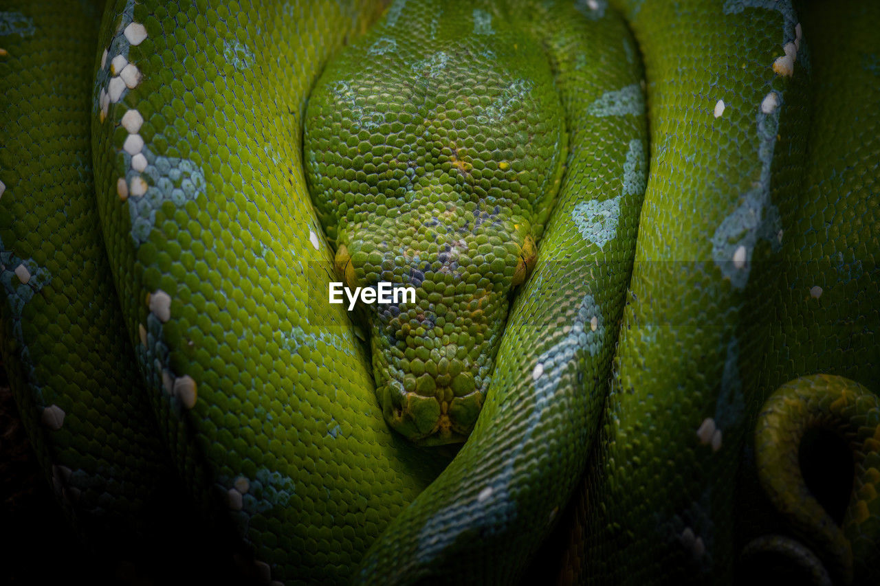 Top view of wild green tree python with head in middle of coiled body at night