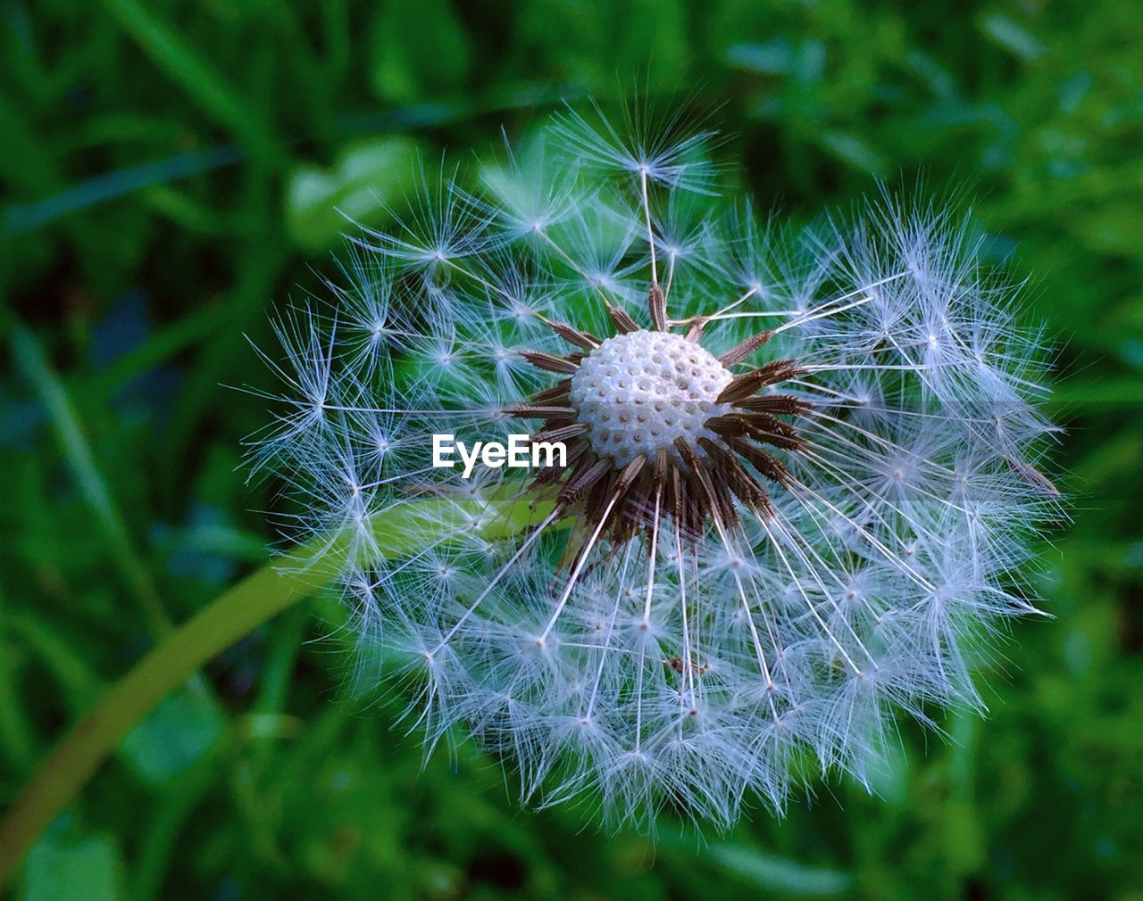 Close-up of dandelion