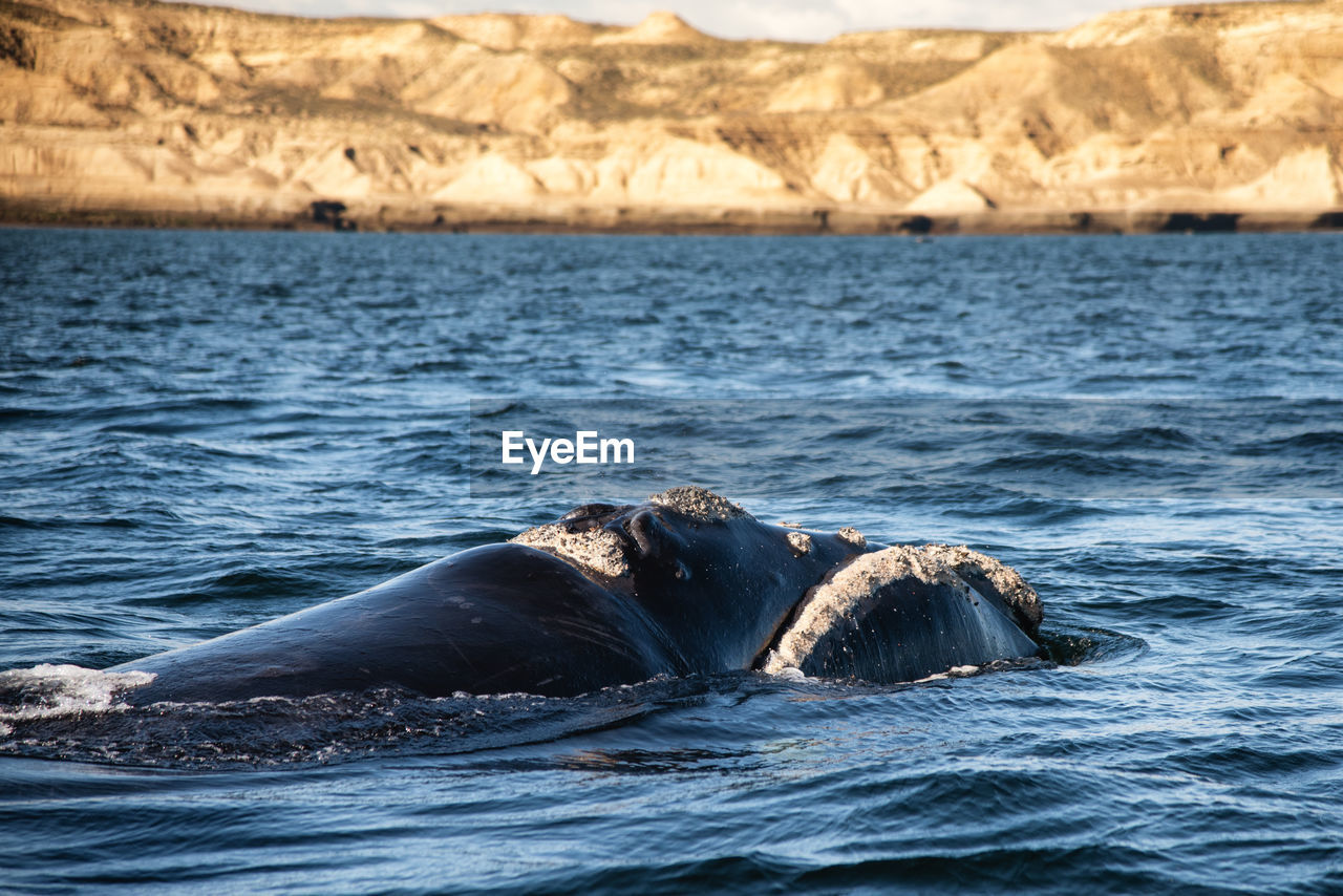 Close-up of swimming in sea