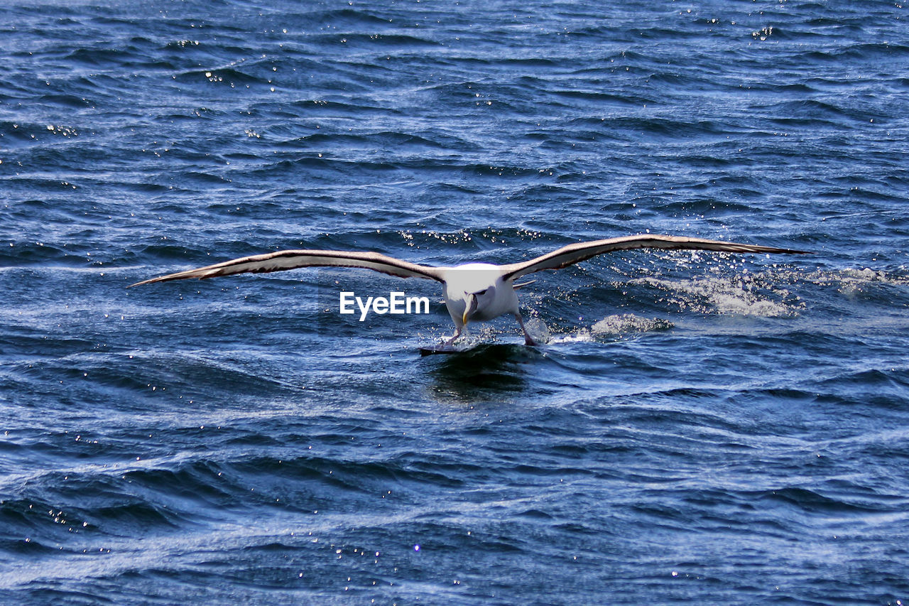 VIEW OF BIRDS FLYING OVER SEA