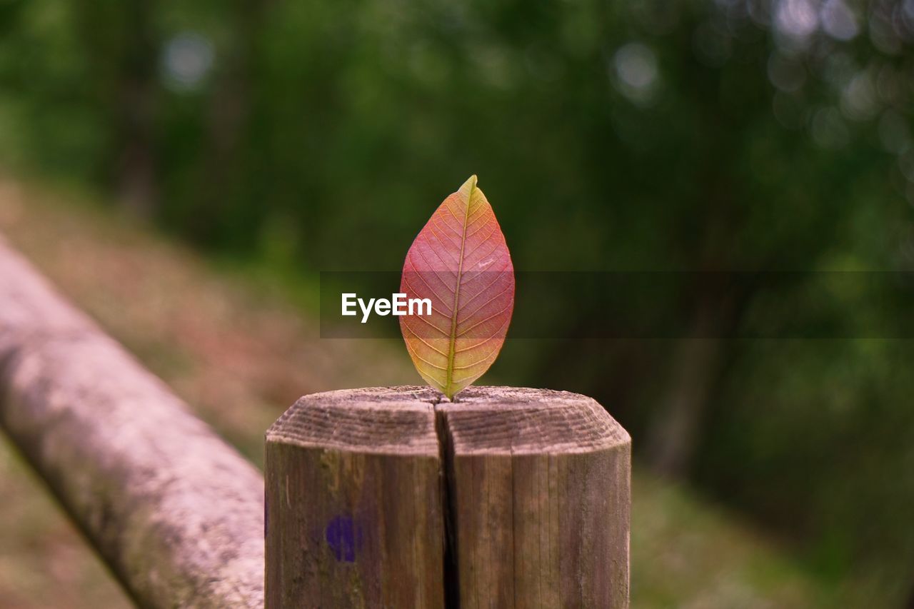 Close-up of plant against wooden fence