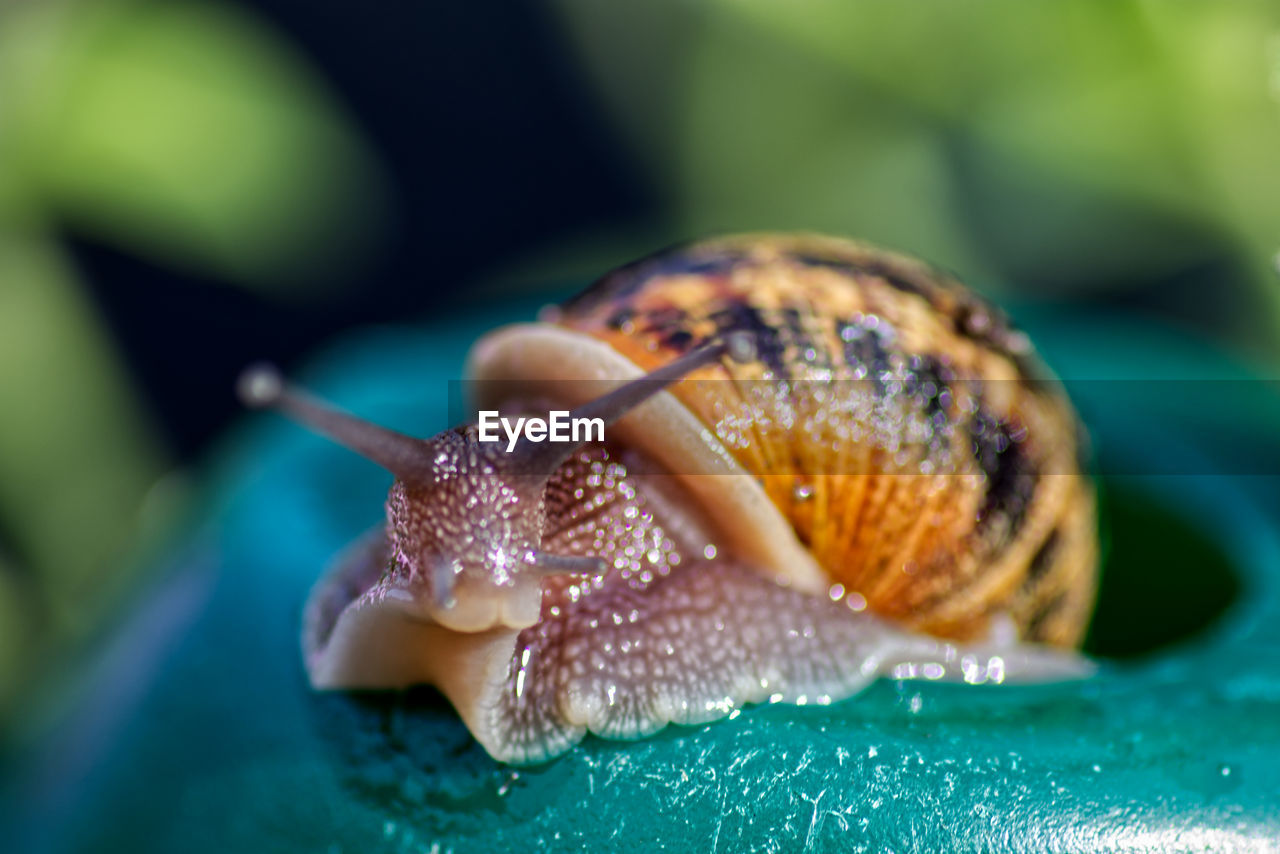 Close-up of snail